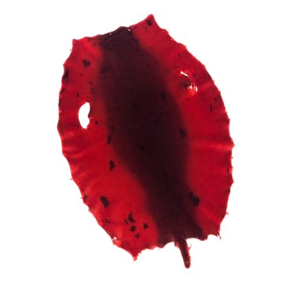 Bill Word Furs Red Dyed Seal